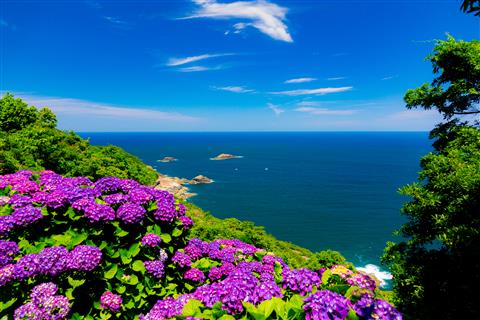 桃源郷岬　あじさい（見頃5月下旬〜6月下旬）